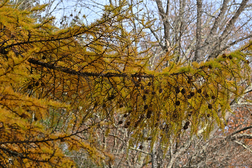 Tamarack tree branches with cones, a rare deciduous conifer (Larix laricina -- aka American larch), turning golden in fall. Tamarack needles grow in soft brushlike clumps and turn from blue-green to yellow before dropping in the fall. This member of the pine family is one of the most northern trees. Taken in the Litchfield Hills of northwest Connecticut, along the wild and scenic Bantam River.
