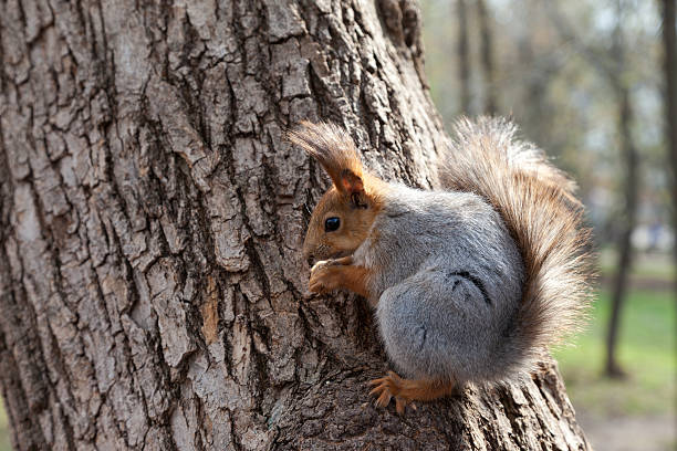 red squirrel - squirrel softness wildlife horizontal 뉴스 사진 이미지