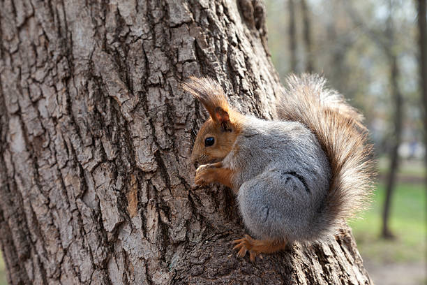 esquilo vermelho - squirrel softness wildlife horizontal - fotografias e filmes do acervo