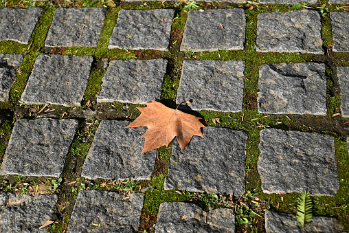 one brown leaf fall down on the floor with stone tiles in sunny afternoon