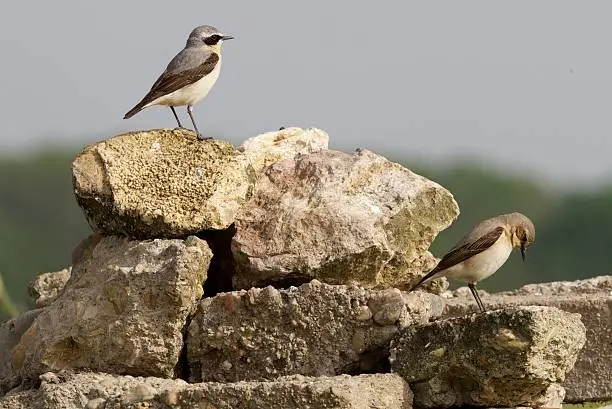 Wheatears on a dry stone wall, Hungary