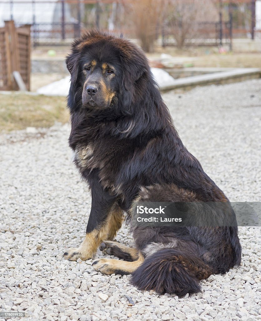 Mastín tibetano - Foto de stock de Aire libre libre de derechos