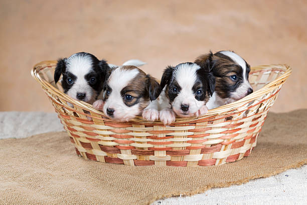 istock Four Papillon puppy in a wicker basket 178020309