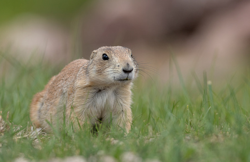 A prairie dog is alert near the burrow in it's habitat
