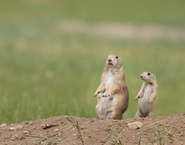 istock Black tailed prairie dog on grass and sand 1780203213
