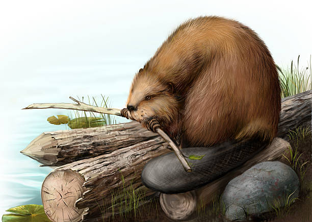 ilustrações de stock, clip art, desenhos animados e ícones de ilustração de castor sentado em um registo - north american beaver fotos