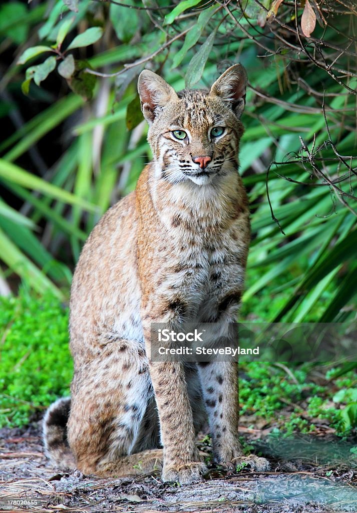 Wild Bobcat (Lynx rufus) Wild Bobcat (Lynx rufus) relaxing in Florida Bobcat Stock Photo