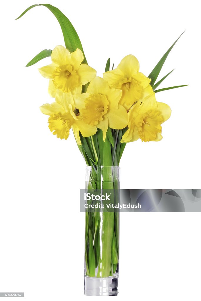 Bella primavera fiori in vaso: Narciso GIALLO NARCISO () - Foto stock royalty-free di Aprile