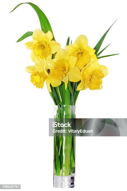 Bella Primavera Fiori In Vaso Narciso Giallo Narciso - Fotografie stock e altre immagini di Aprile