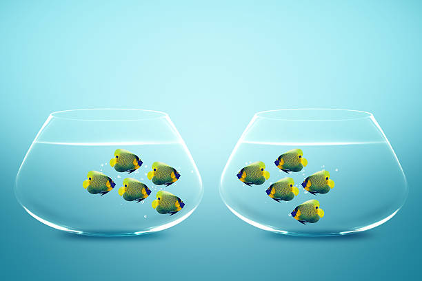 istock Two groups of angelfish in fishbowls 178020759