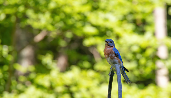 Eastern bluebird perched on iron rod.