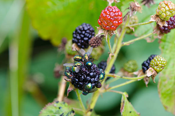 A macro photograph of a fly resting on a textured green leaf.