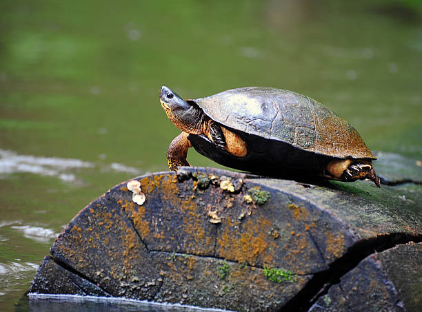 rivière turtle, au costa rica - turtle photos et images de collection