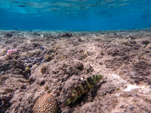 istock Big Broomtail wrasse (Cheilinus lunulatus) at coral reef. 1780210689