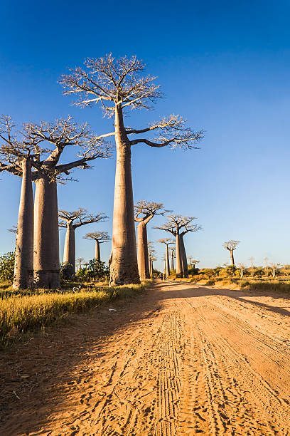 istock The Baobab Alley 178021191