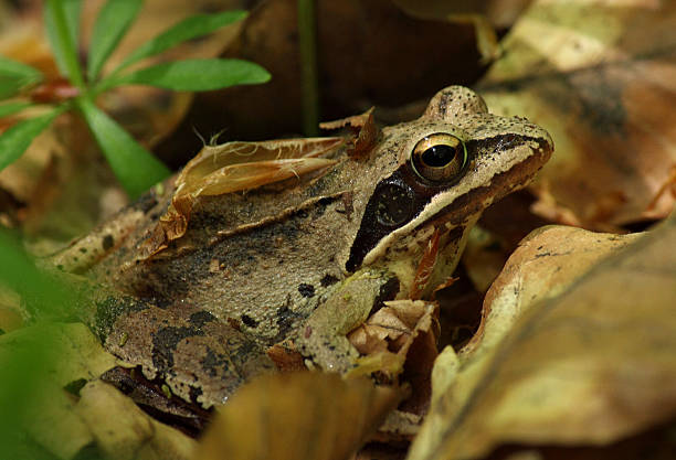 istock close up of frog 178021340