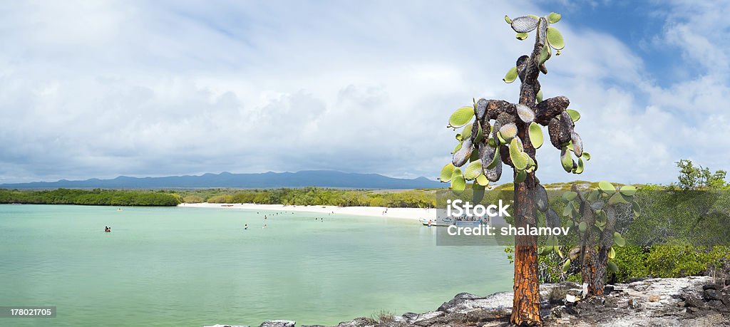 Opuntia cactus forest Panorama of opuntia cactus forest and ocean at Galapagos island of Santa Cruz. 7 photos panorama Beach Stock Photo