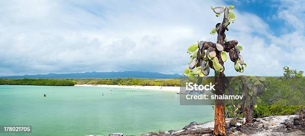 Opuntia Cactus Forest Stock Photo - Download Image Now - Beach, Cactus, Coastline