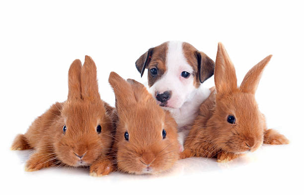 istock jack russel terrier and bunnies 178021812