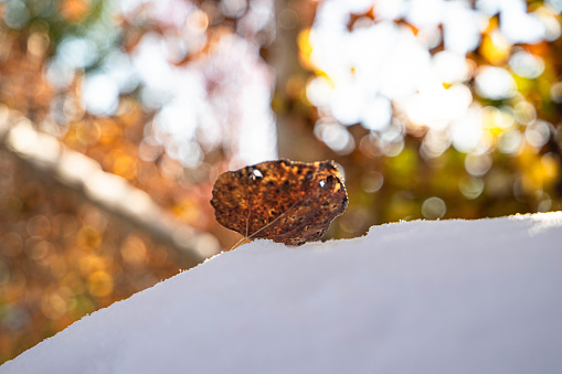 Aspen Leaf in Snow