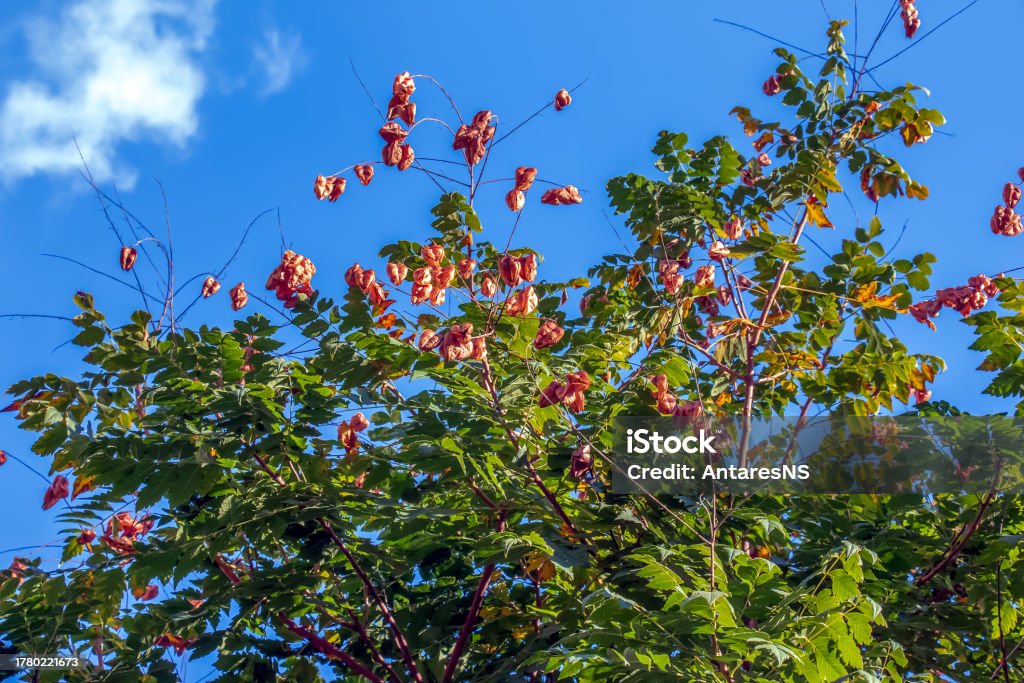 Lantom Tree Lantern Tree Or Golden Rain Tree Botanical Name Koelreuteria Paniculata ...