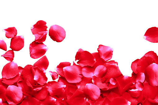 Background of rose petals for lettering. Rose petals on a white background