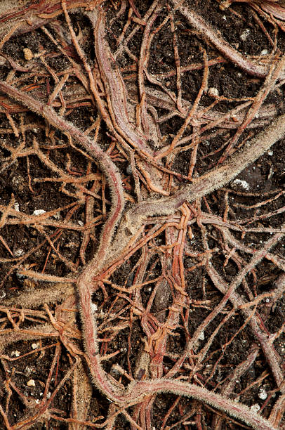 istock Roots of a flower 178022738