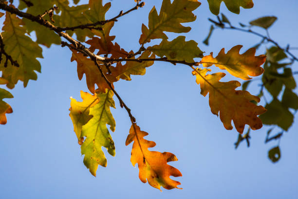 istock Oak tree branch with colorful leaves is under blue sky 1780229469
