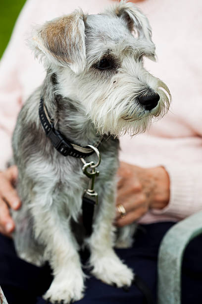 istock Dog outdoors 178023135