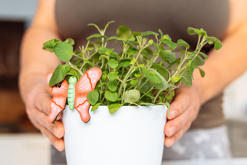 woman's hands hold flowerpot with herbs oregano in flowerpot, in home kitchen. Home-grown spices