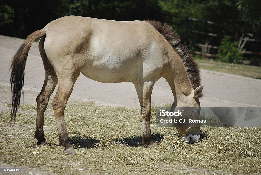 donkey mangiare fieno, vista profilo - Foto stock royalty-free di Affamato