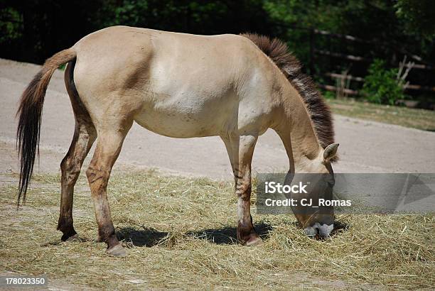Donkey Mangiare Fieno Vista Profilo - Fotografie stock e altre immagini di Affamato - Affamato, Ambientazione esterna, Animale