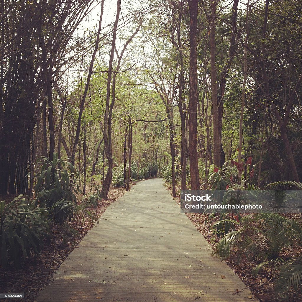 Pasaje en el bosque - Foto de stock de Aire libre libre de derechos