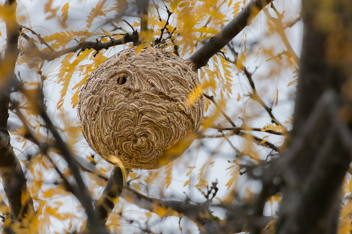 nest of asian hornets in close up