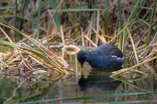 The Moorhen, more commonly known as the Moorhen, is a medium-sized bird, stocky and robust, with predominantly blackish plumage. It is known for its adaptation to life in wetlands, where it moves with ease on floating aquatic plants and swims in search of food.