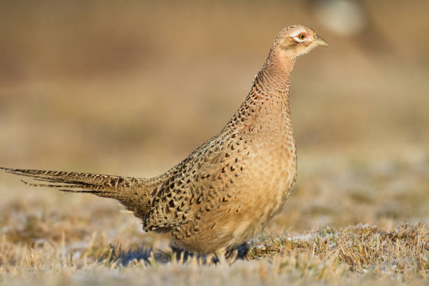 Bird - Common pheasant Phasianus colchius Ring-necked pheasant, autumn time wildlife Poland Europe