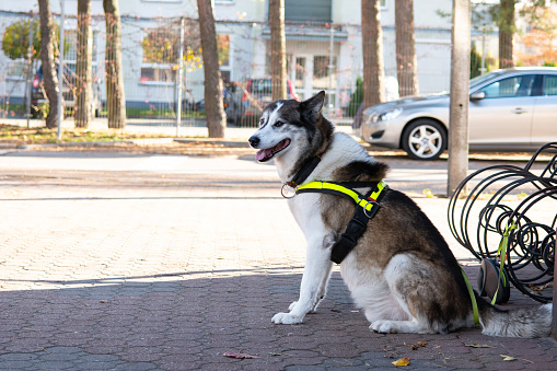 Siberian Husky sits on the sidewalk in the city.