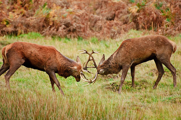 istock Red deer stags jousting with antlers 178023590