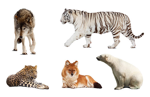 istock Set of Carnivora mammal. Isolated over white 178023657