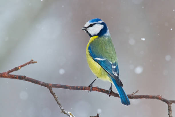 istock Bird - Bluetit on winter background, winter time Poland Europe 1780239072