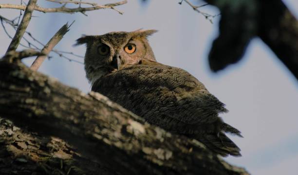 istock the owl is representations in this view of the tree branches 1780240737