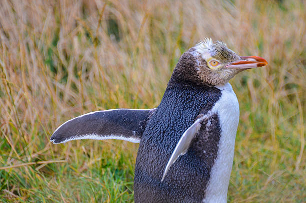 pinguim - olhos amarelos - fotografias e filmes do acervo