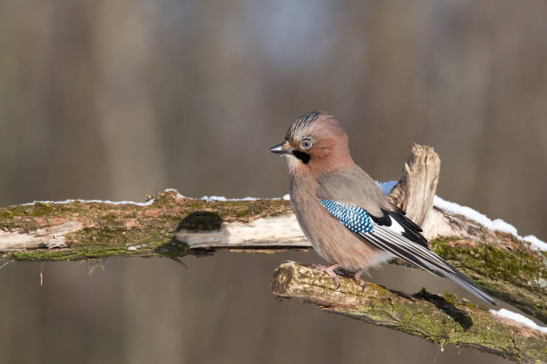istock Bird - Eurasian Jay sitting bird, Poland Europe 1780243051