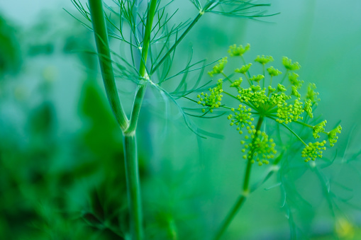 Inflorescences of dill on blurred green background. Dill umbels for publication, poster, calendar, post, screensaver, wallpaper, cover. Fennel grow. Anethum graveolens. High quality photography