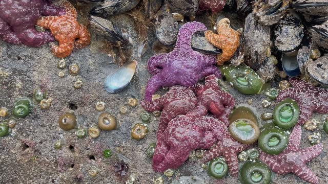 Colorful Ochre Sea Stars And Sea Anemones On The Shore On A Rainy Day. closeup