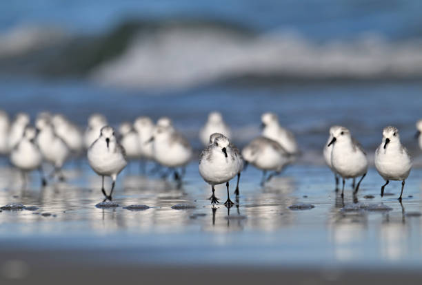 Large group of sanderling Large group of sanderling sanderling calidris alba stock pictures, royalty-free photos & images