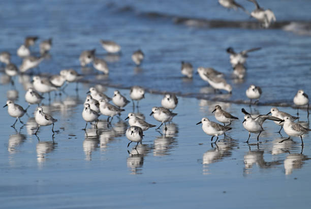 Large group of sanderling Large group of sanderling sanderling calidris alba stock pictures, royalty-free photos & images