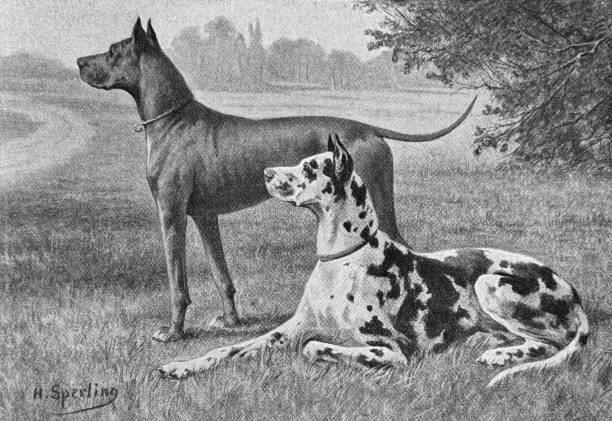 Spotted and grey Great DaneIllustration from 19th century.
