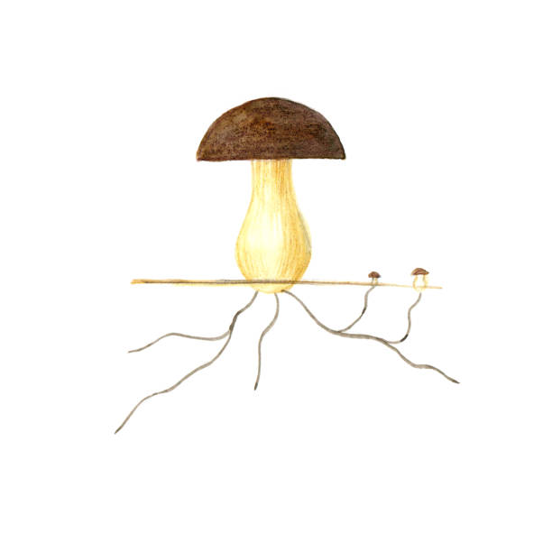 ilustraciones, imágenes clip art, dibujos animados e iconos de stock de diagrama de crecimiento de hongos. imagen de raíces de hongos - fungus roots