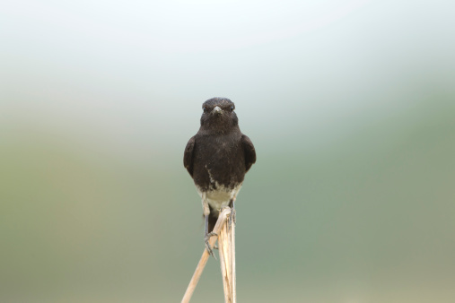 Close-up of oriental magpie robin at Jim Corbett National Park, India.